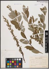 Foto von Salix aurita L. x Salix repens L.